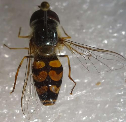 Scaeva dignota